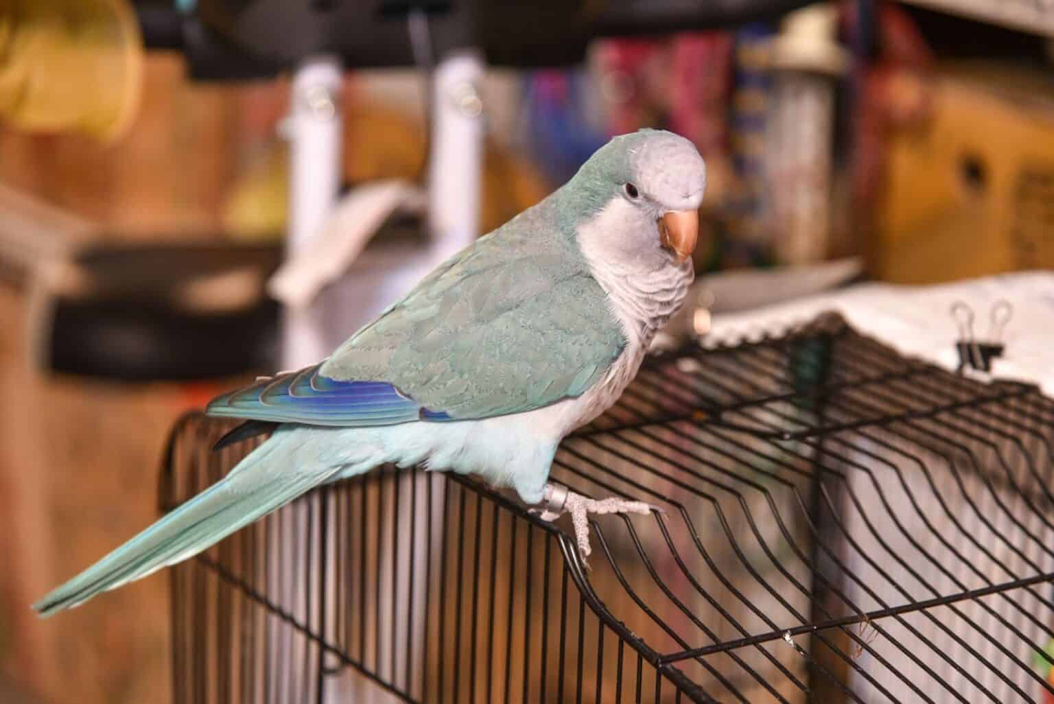 The Ultimate Quaker Blue Parrot Guide
