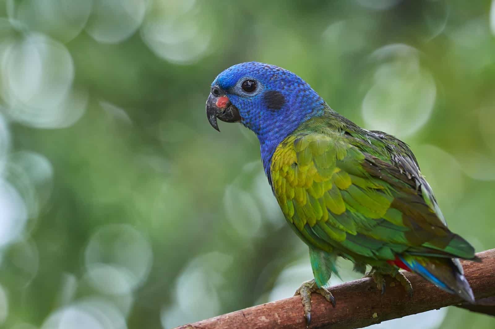 How To Improve Pionus Parrots Lifespan (In The Wild and Captivity