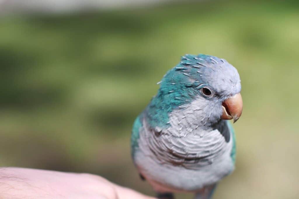 The Ultimate Quaker Blue Parrot Guide