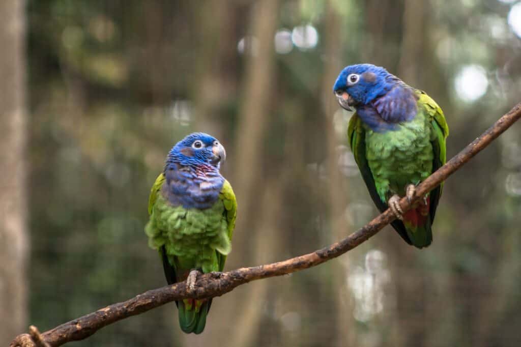 How To Improve Pionus Parrots Lifespan (In The Wild and Captivity