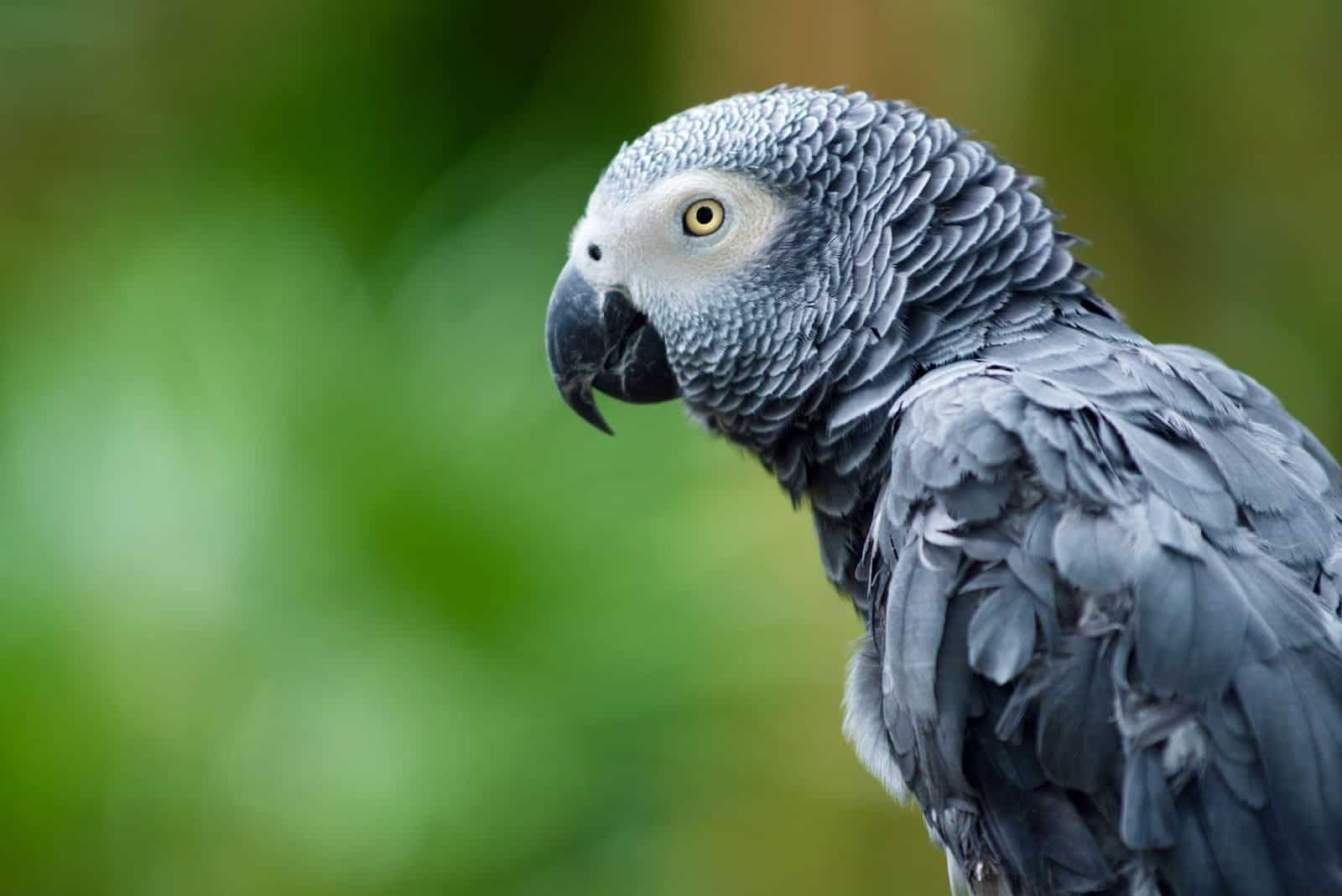 African Grey Parrots Price Guide (With Types of Greys and Maintenance