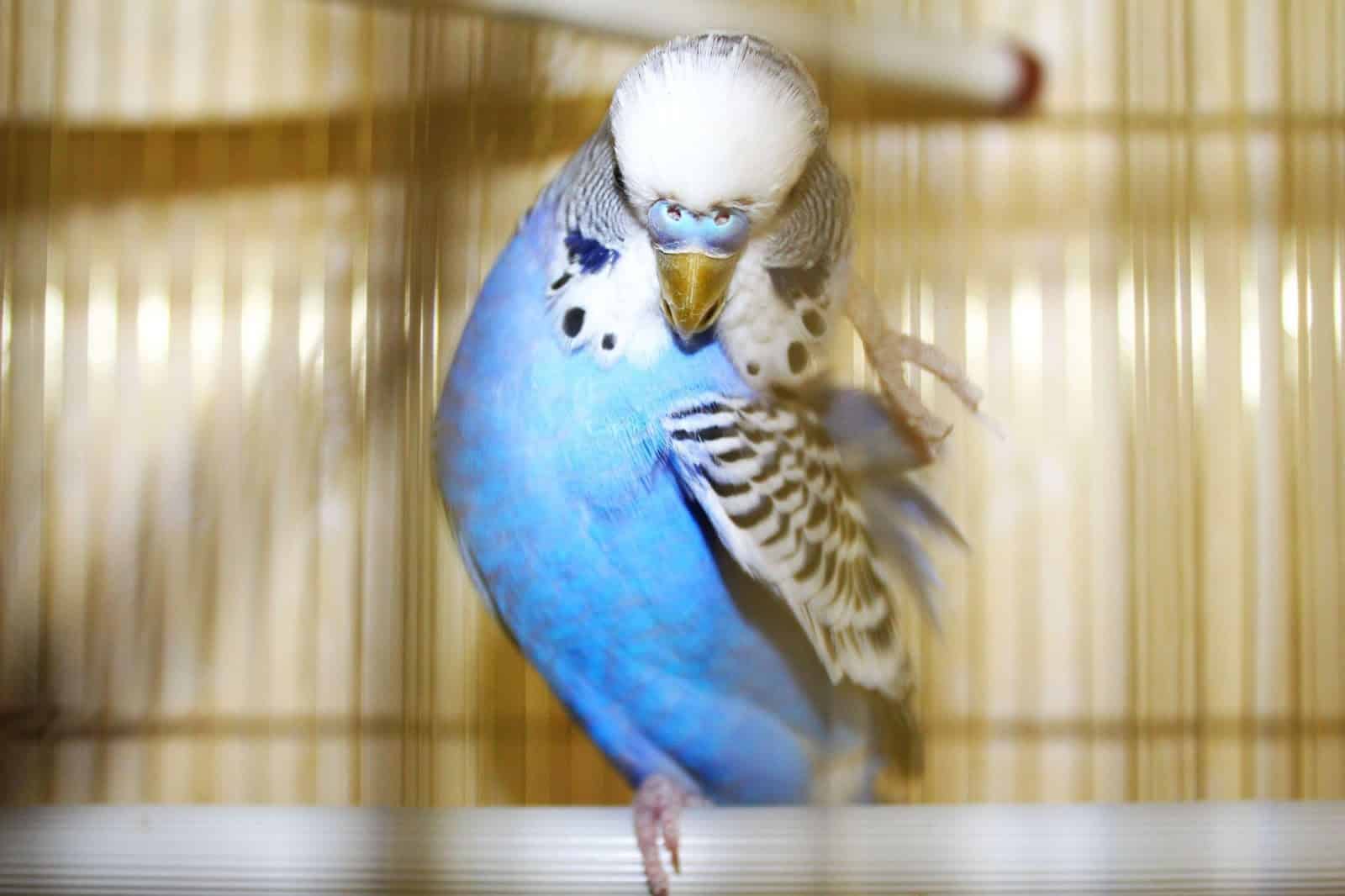 How To Manage Budgies With Mites (Quickly and Effectively)