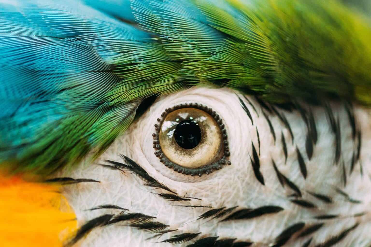 5 Facts About Parrots Eyes You Didn't Know