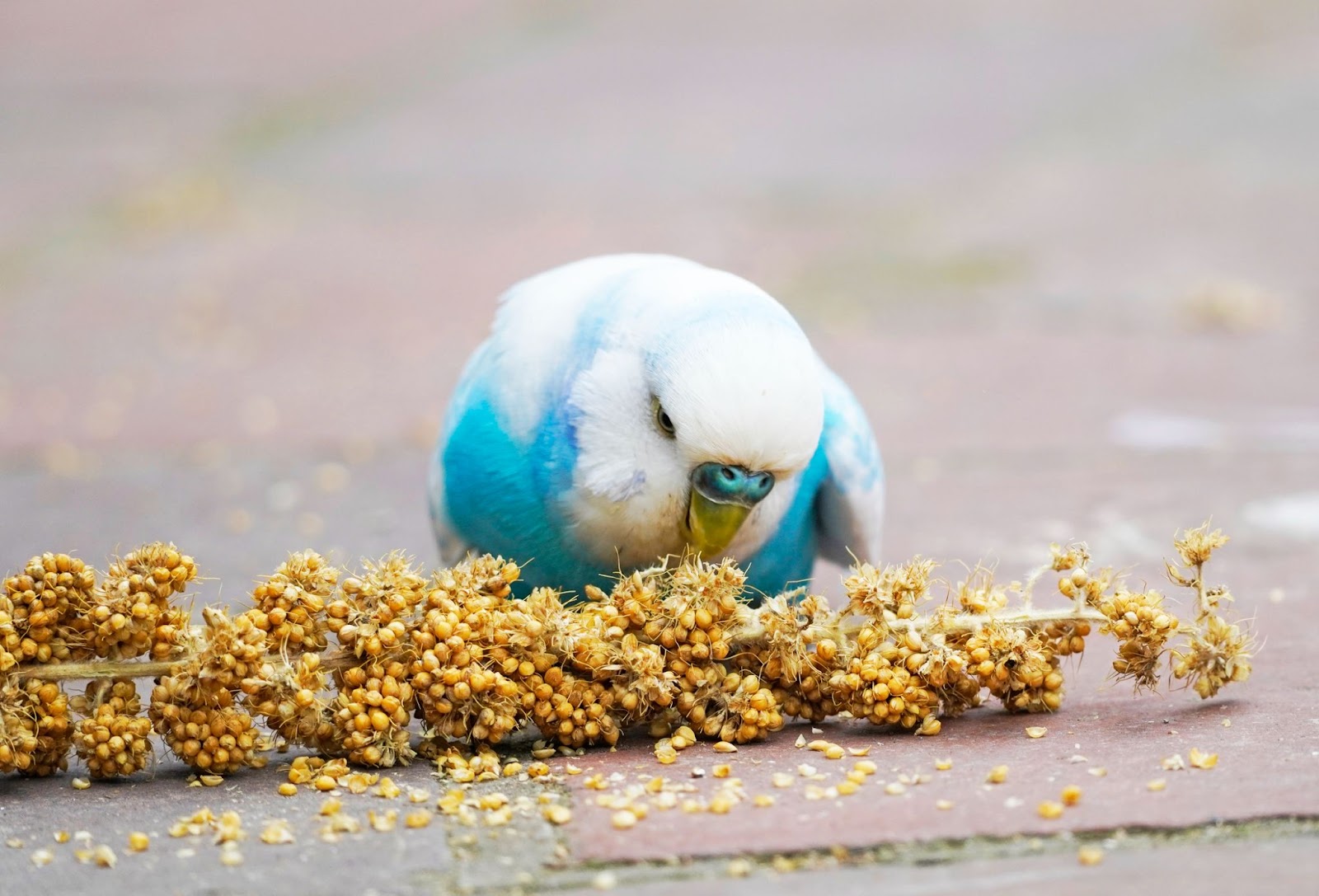 Do Parakeets Bites Hurt? (We've Got The Answer)