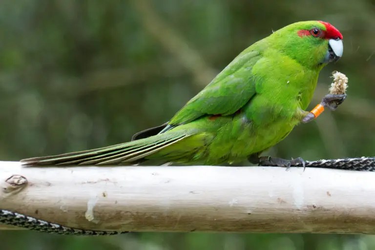 Kakariki Parrots (Everything You Need To Know About Owning One