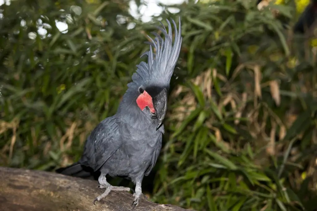 Black Palm Cockatoo Price (Plus Amazing Facts About The Black Palm