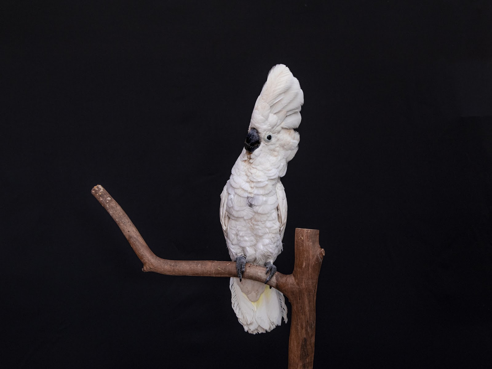 Cockatoo Umbrella Price (3 Things You Need to Know)