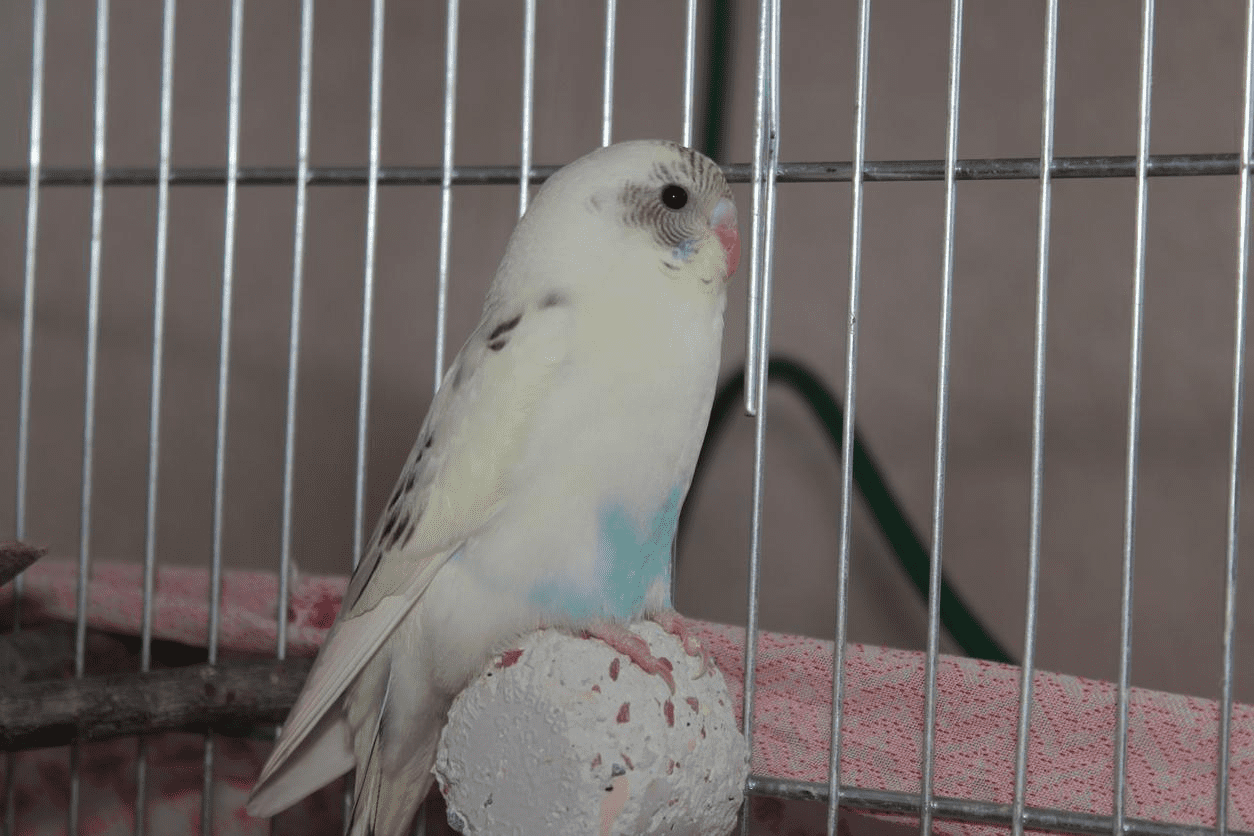 200 Of The Best Budgie Names Of All Time (2023 Version)