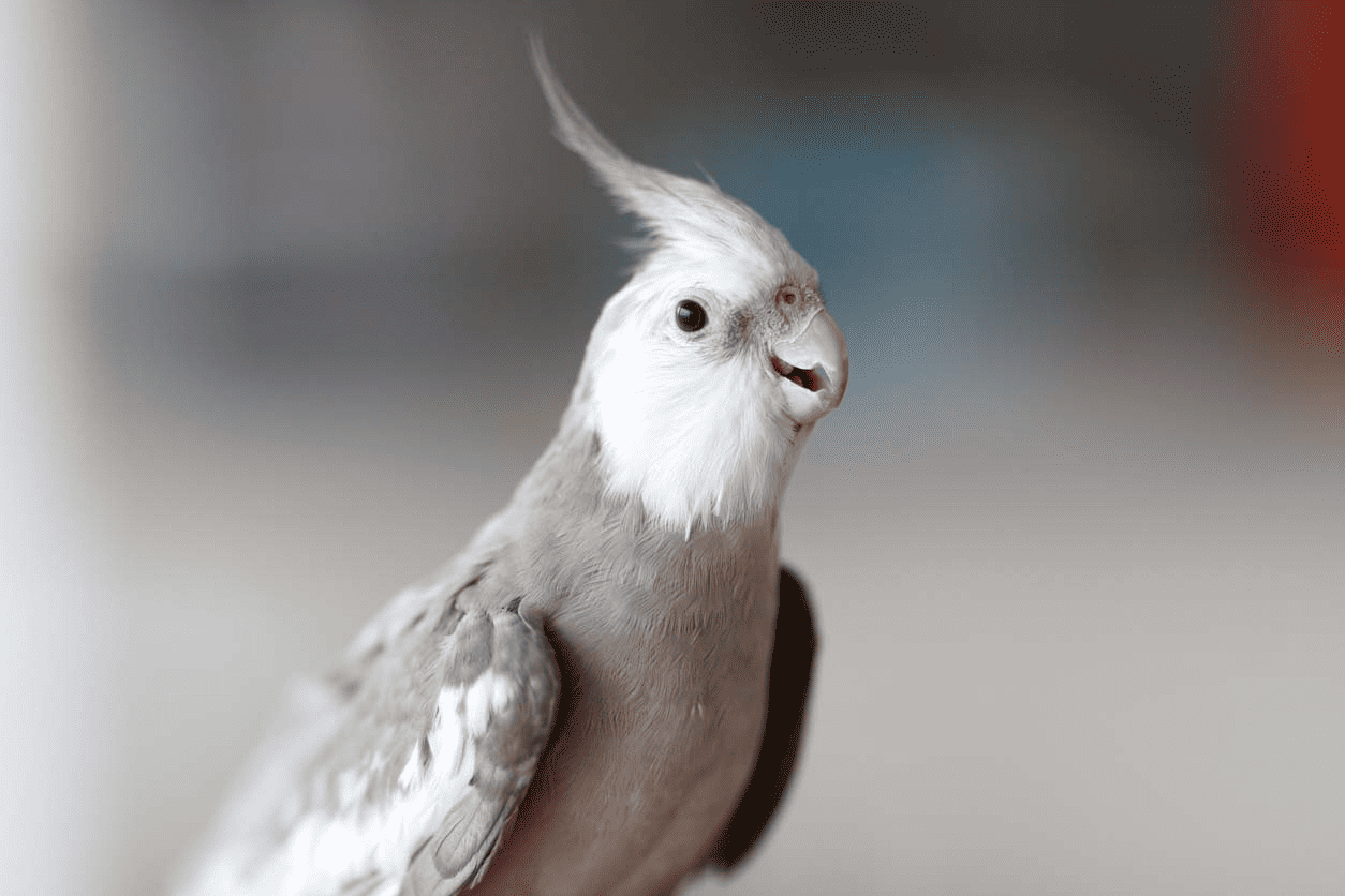 Cockatiel Beak Grinding Everything You Need To Know