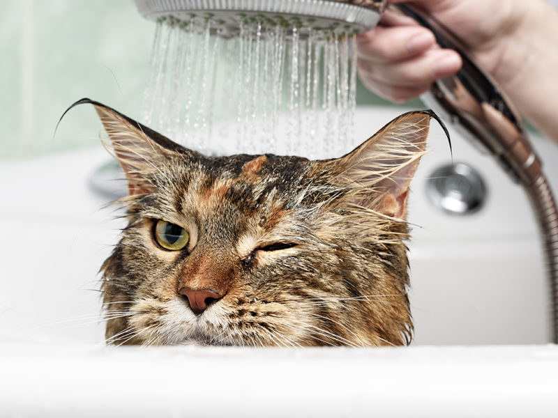 How you can Supply Your Cat With a shower Pet Rone Worldwide