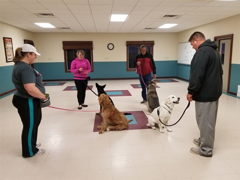 Free Dog Training Tips Train Your Pet Pet Rone Worldwide Myths