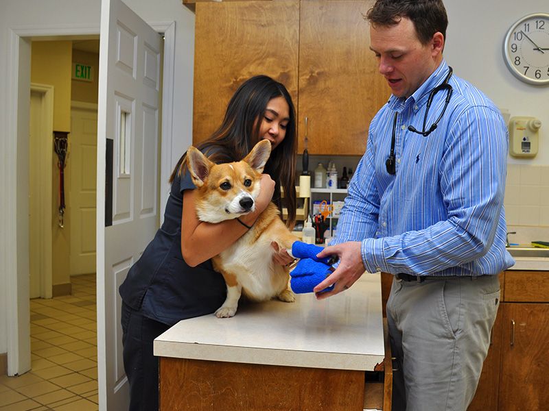 Healthy Pets Veterinary Hospital / Preventing Pet Dental Health