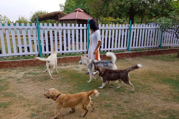 Comparing Dog Boarding Options In Philadelphia! Pet Rone Worldwide Myths Concerning