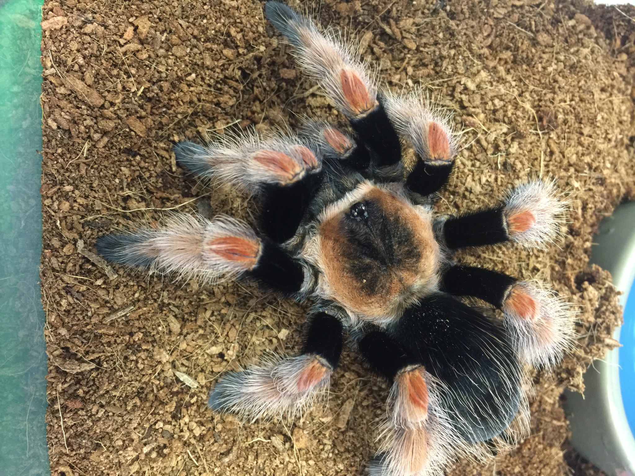 Arachnids Pets & Such