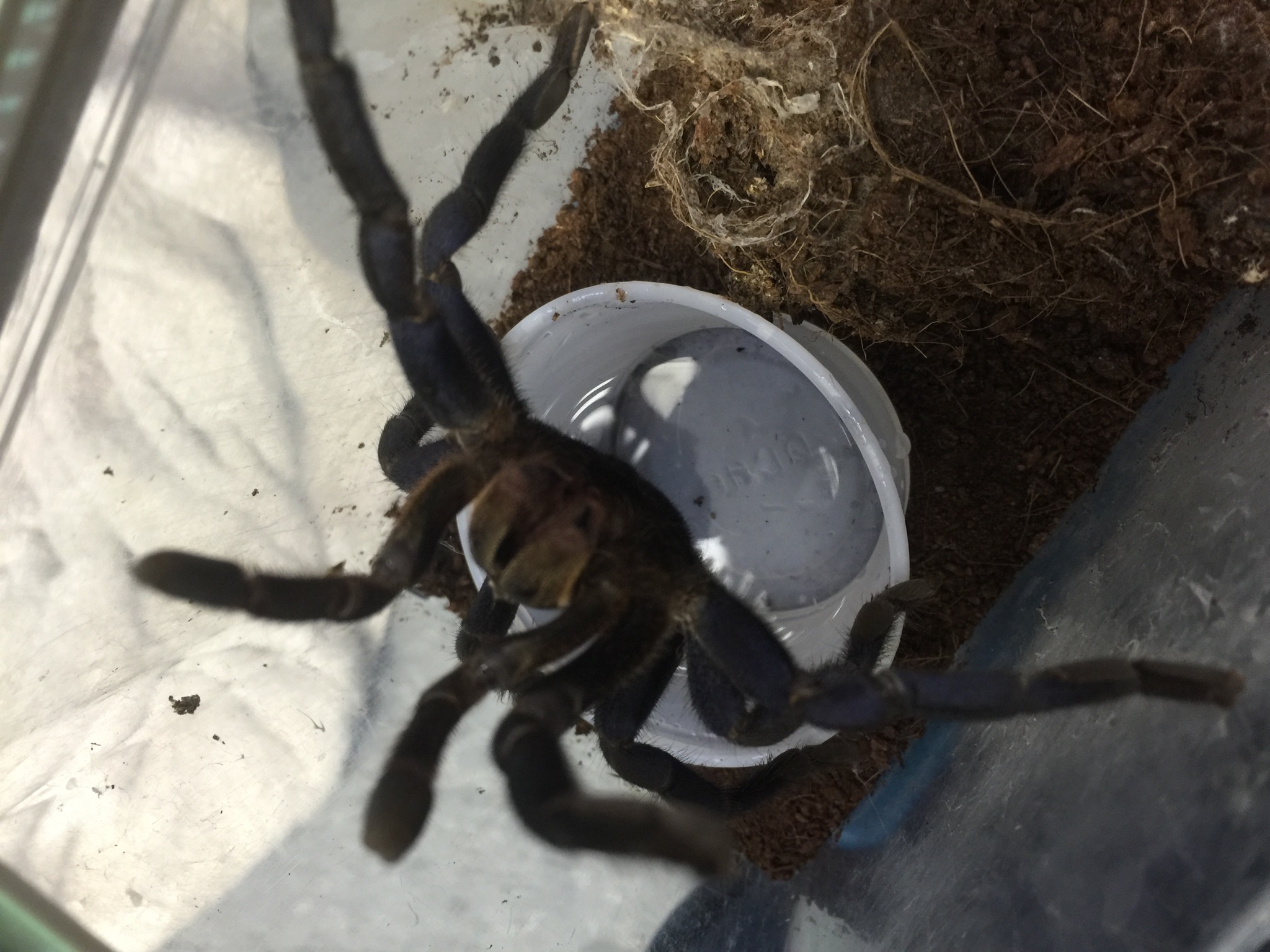 Arachnids Pets & Such