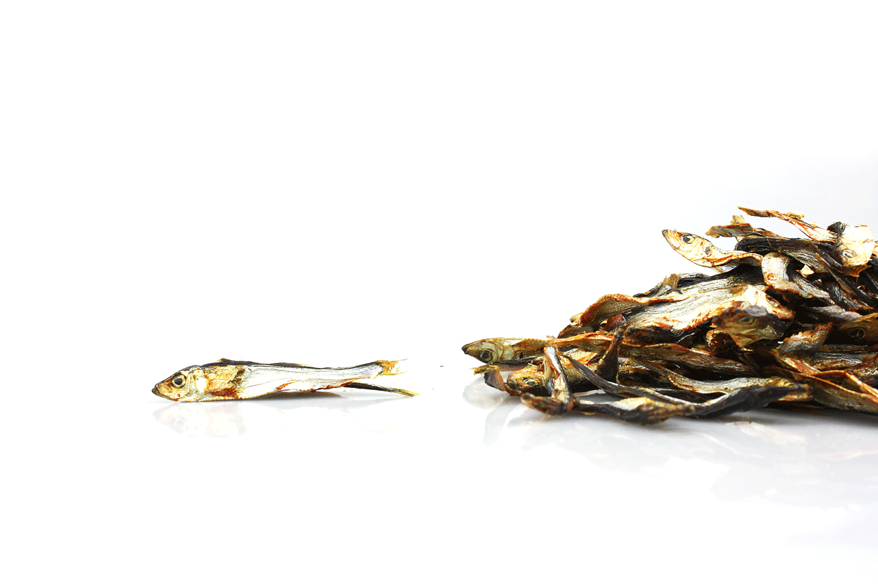 Which Fish Is Best For Dogs