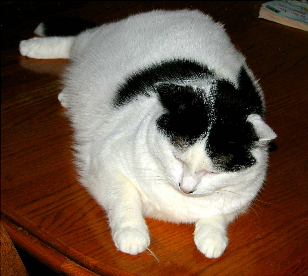 Obesity in cats love to cats can be dangerous PetsWiki