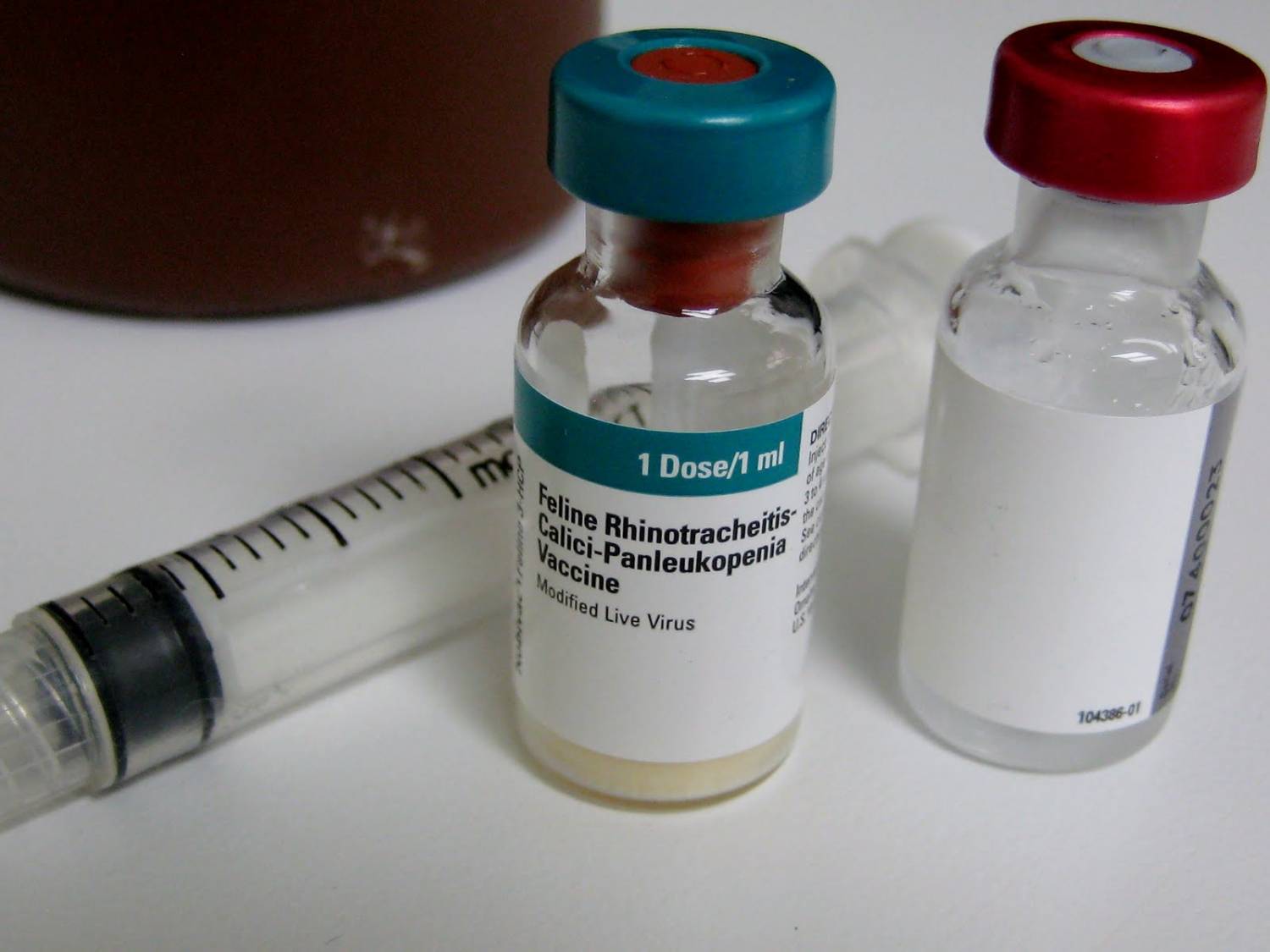 Distemper in cats (feline panleukopenia) PetsWiki