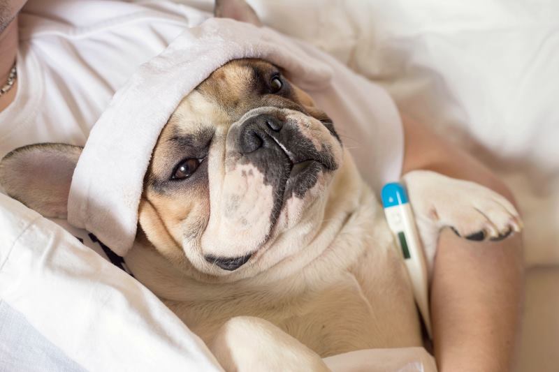 Dog body temperature the norm, deviations, how to measure