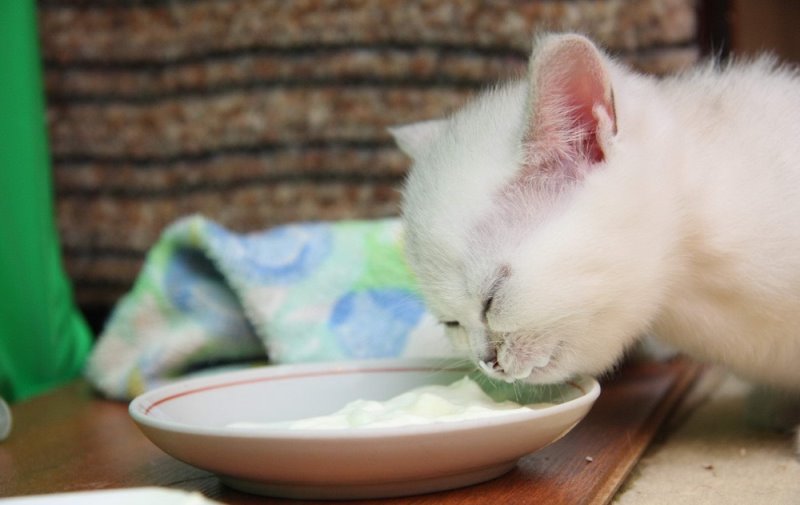 Diarrhea in kittens in 2 month old causes, treatment, nutrition Pets