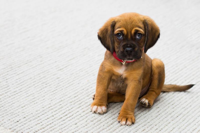 Diarrhea in the puppy with blood causes, treatment Pets