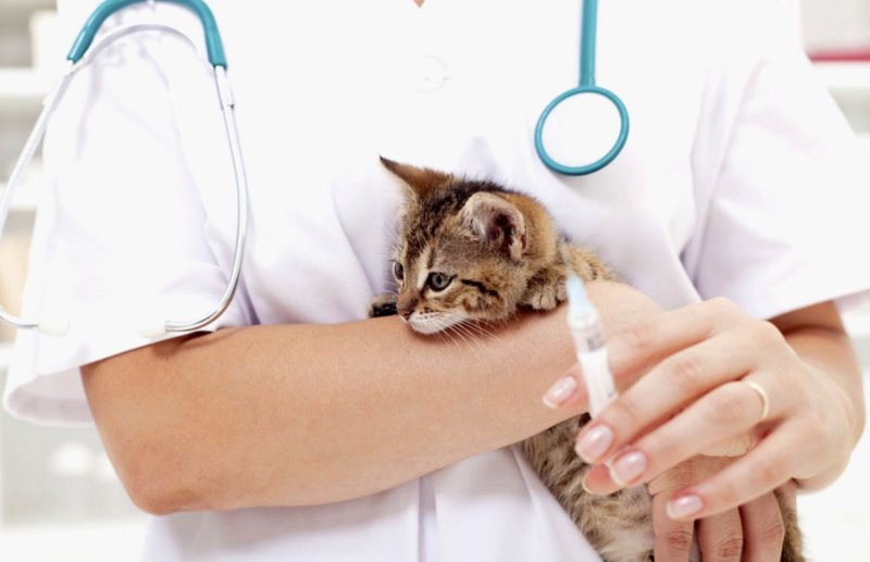 Yellow diarrhea in the kitten causes and treatment PetsWiki