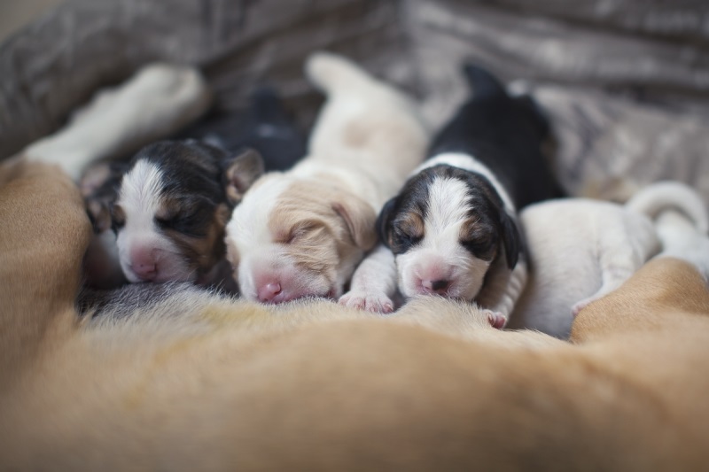 Diarrhea in newborn puppies causes, treatment PetsWiki