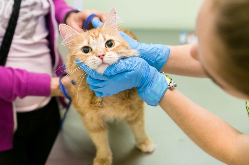 Castration cat complete information for the owner PetsWiki
