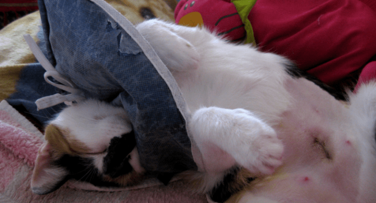 After sterilization, the cat has a lump on its belly PetsWiki