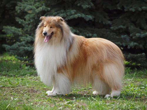 Collie 10 Best Dog Breeds for Children