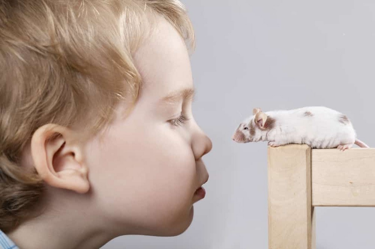 3. Brain Mouse 10 Best Pet Names for Mice and Rats