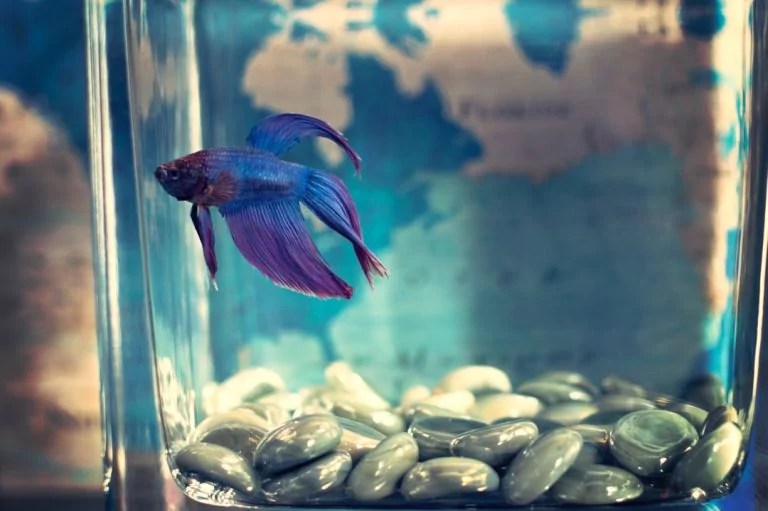 10 Aquarium Fish for Every Budget