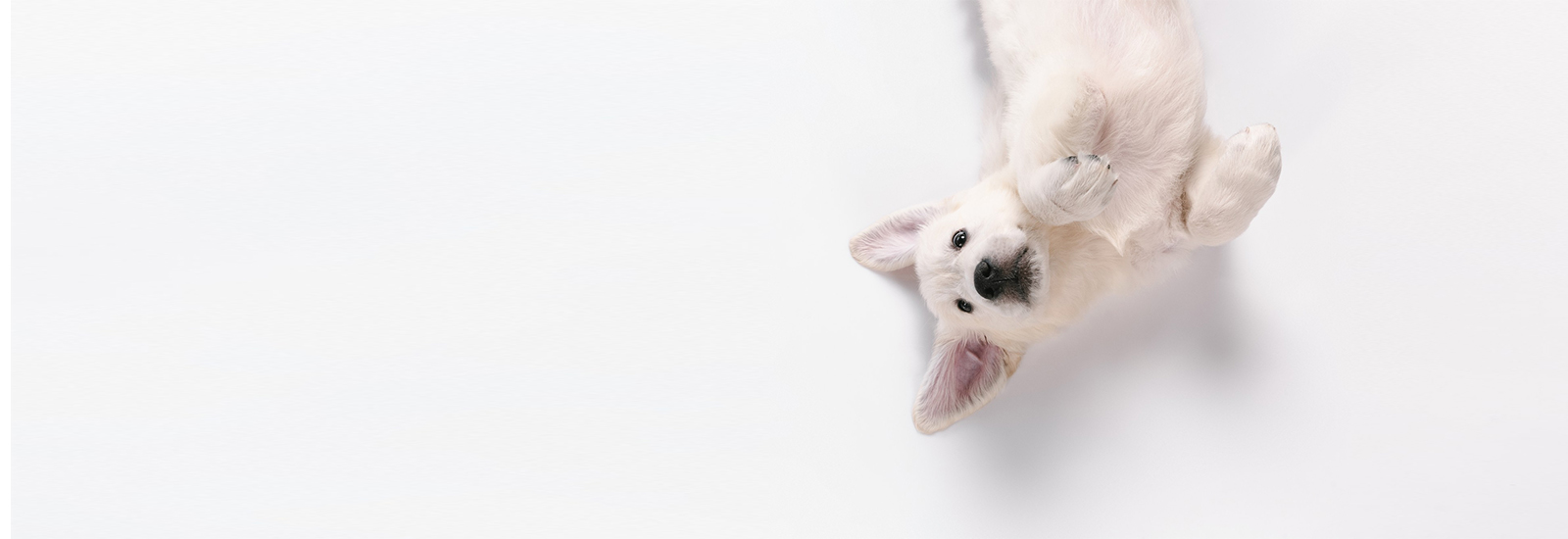 Pet Shop Cyprus Pet Food, Pet Toys, Pet Shop Cyprus