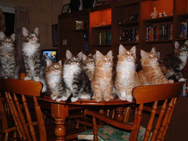 How many cats is too many in the house The Joy of Cats