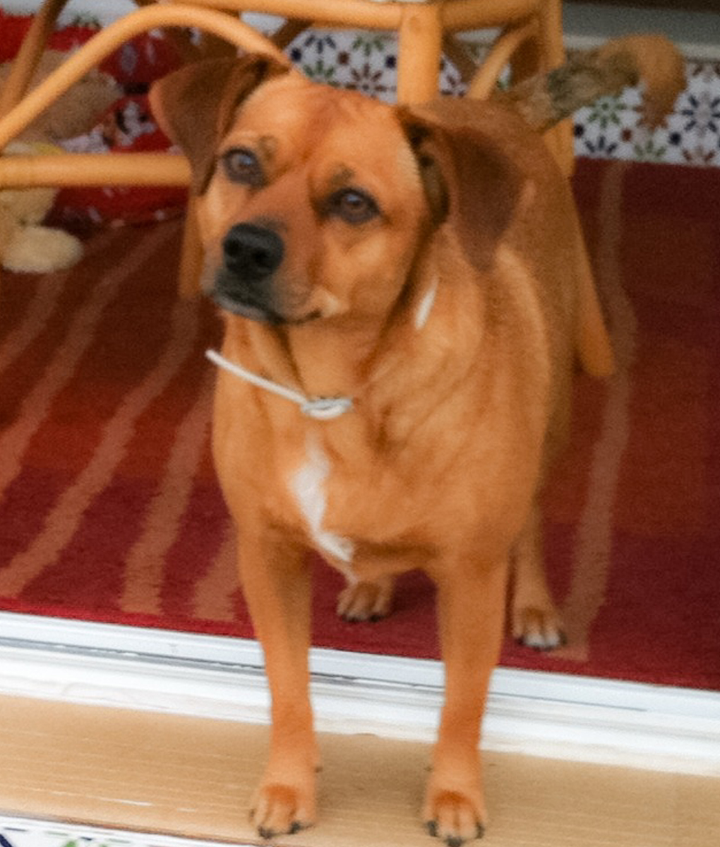 Madison Pets in Spain