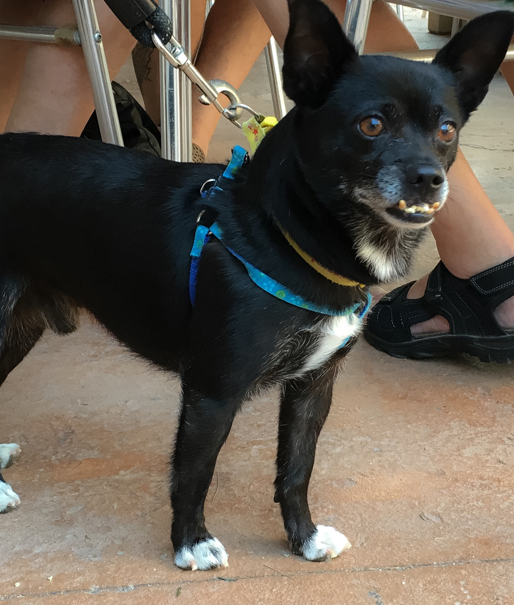 dog_pepe Pets in Spain