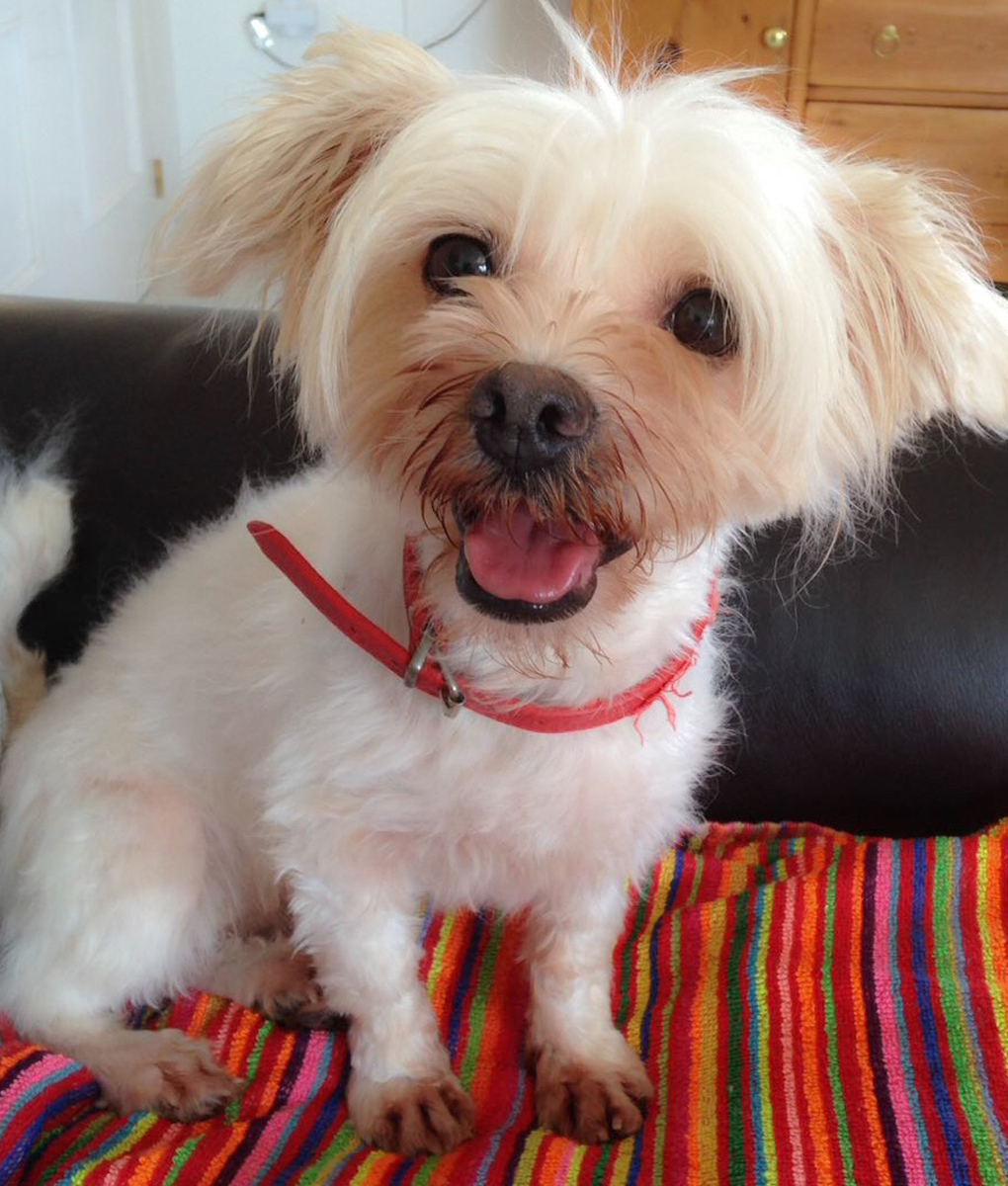 Jasmine Pets in Spain