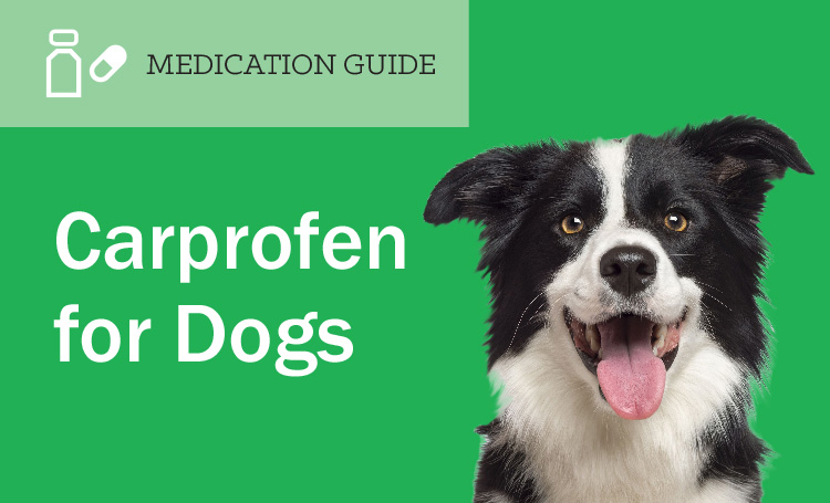Carprofen for Dogs