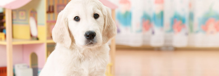 Canine Distemper Treating and Preventing Distemper in