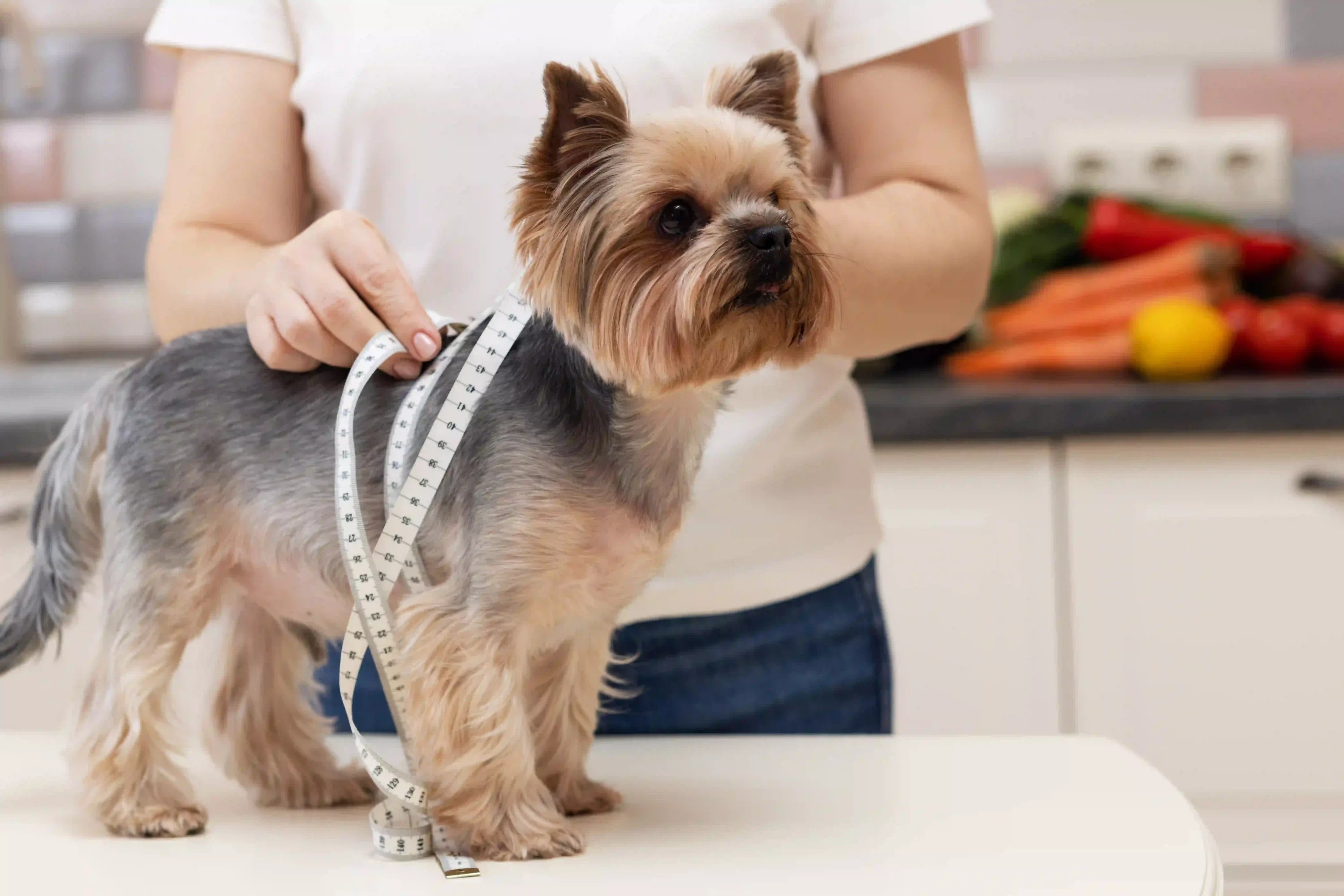 What Bed Size Does Your Dog Need? Pets24