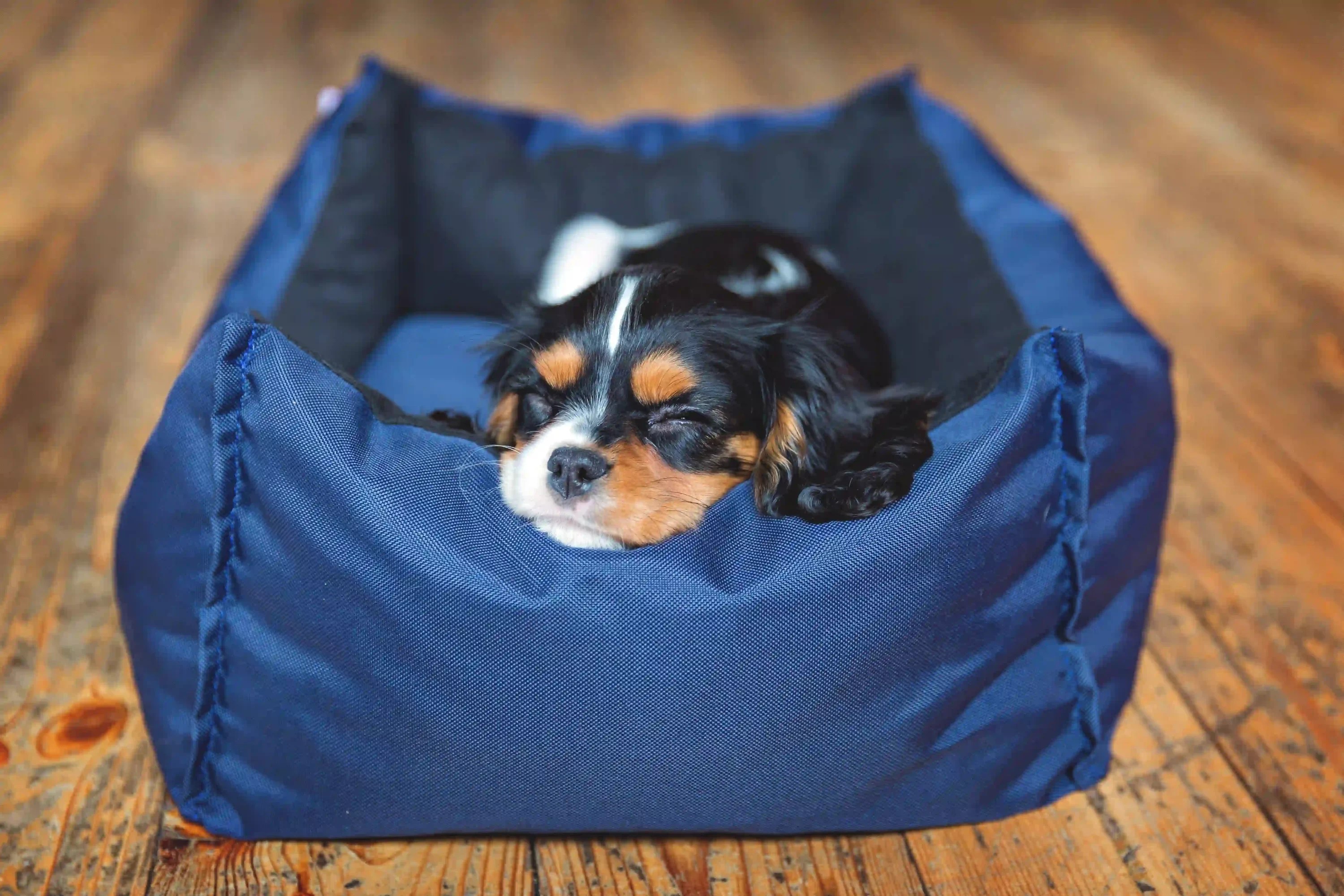 What Bed Size Does Your Dog Need? Pets24