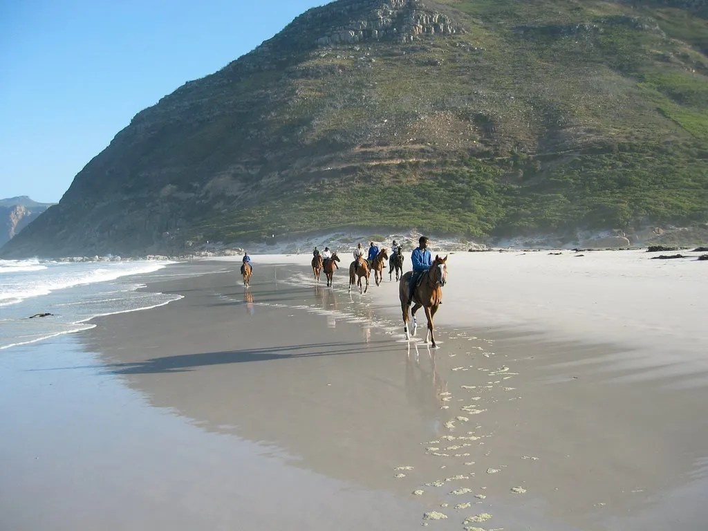 Explore Horse Riding in the Western Cape Pets24