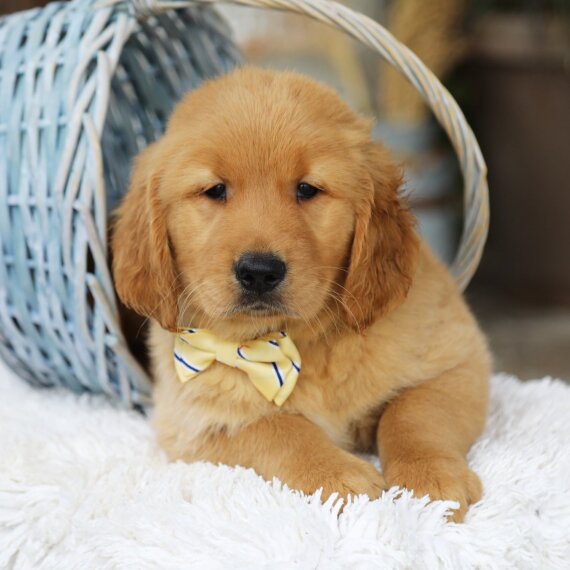 Golden Retrievers Puppies For Sale Near Me