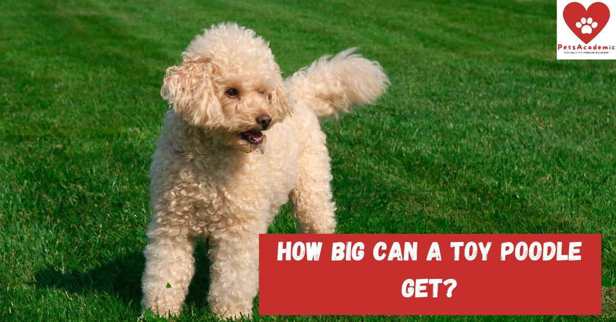 How Much Should My Standard Poodle Puppy Weigh