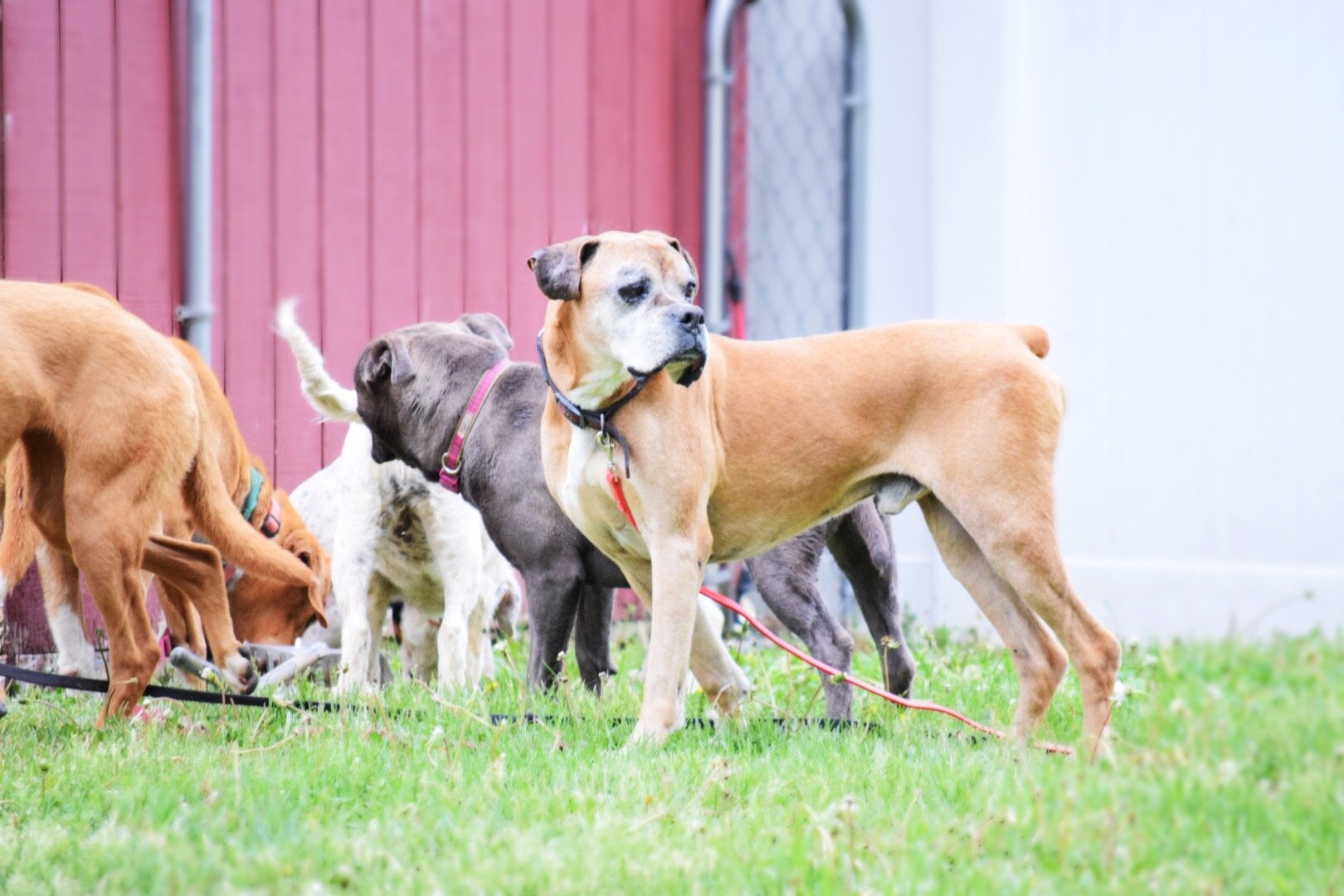 A Revolution Dogs Playing For Life At Pets Alive Pets Alive