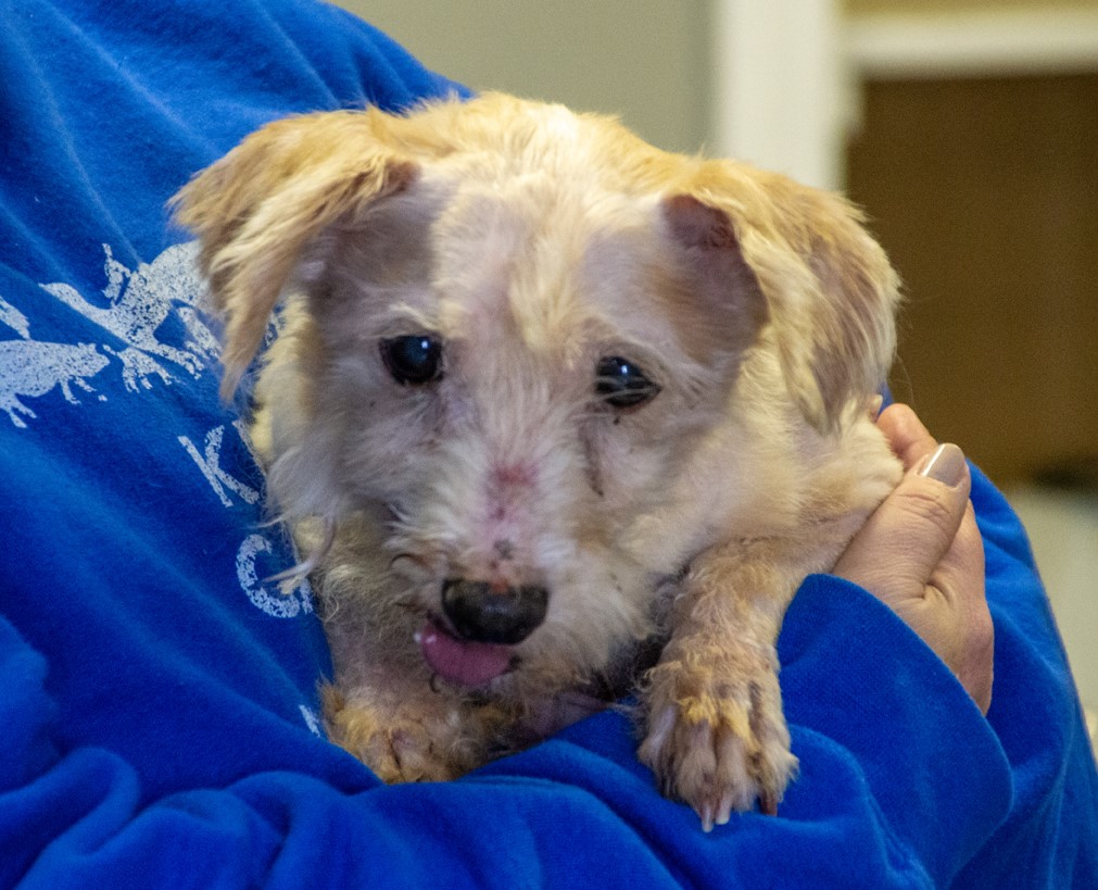 Pets Alive, Middletown NY