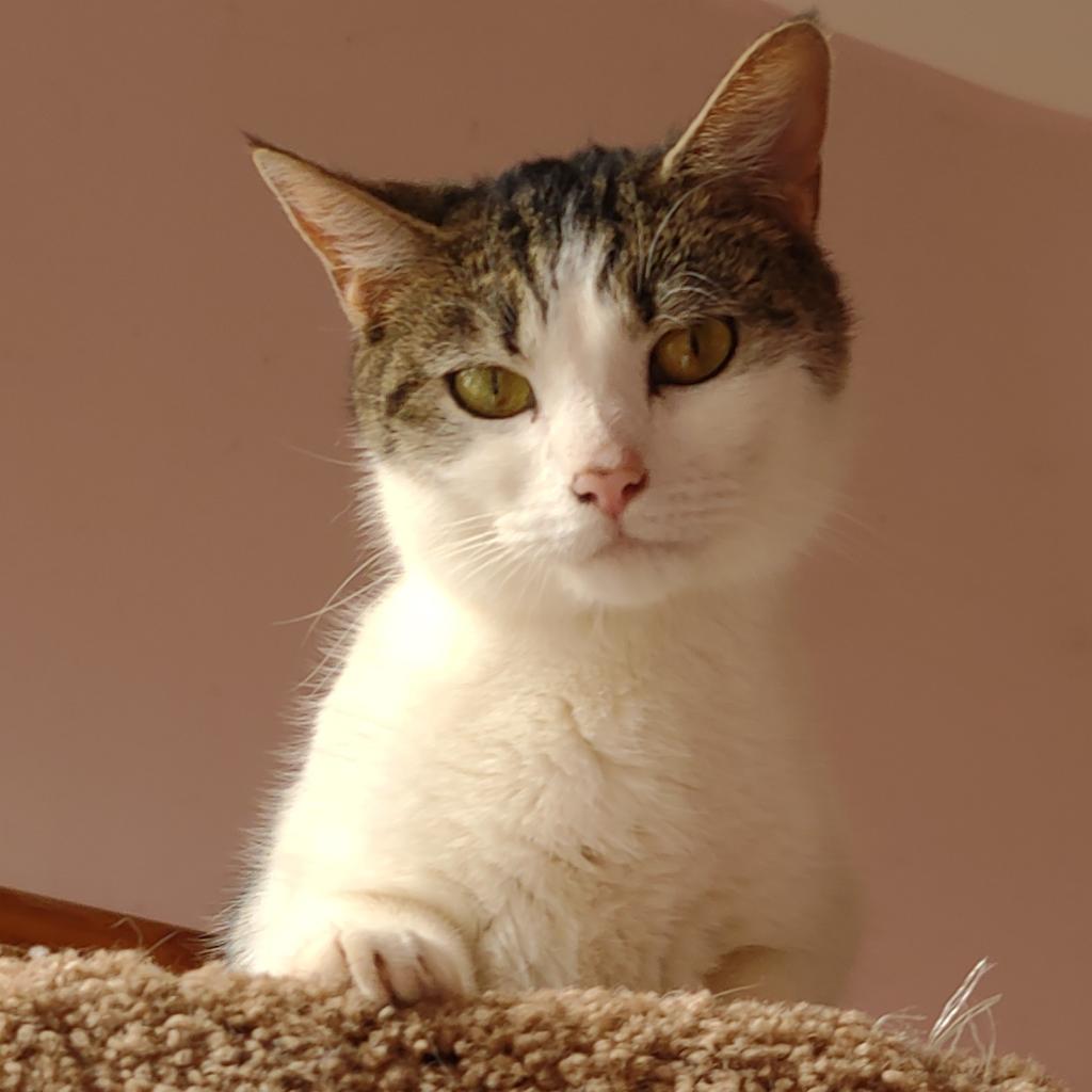 Pets Alive, Middletown NY