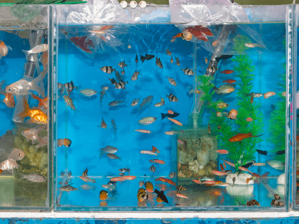 Find the Best Fish Store Near You with Our EasytoUse Locator Pets Alpha