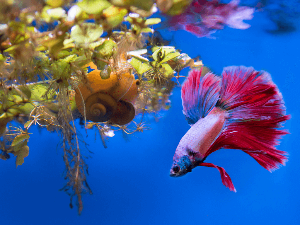 how long do betta fish live Pets Alpha