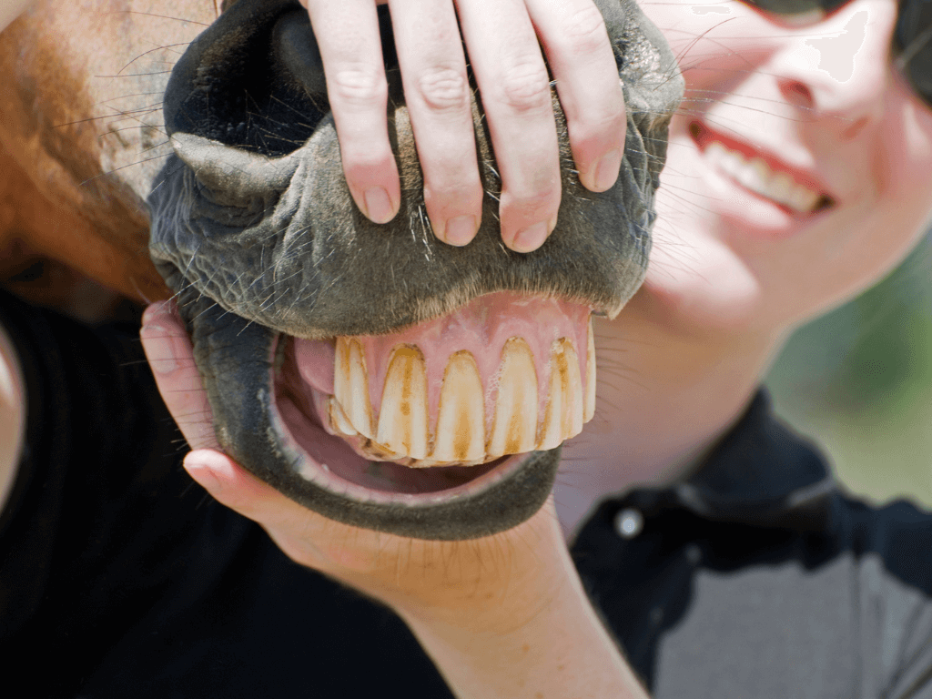 Learn About Your Horse's Teeth Pets Alpha